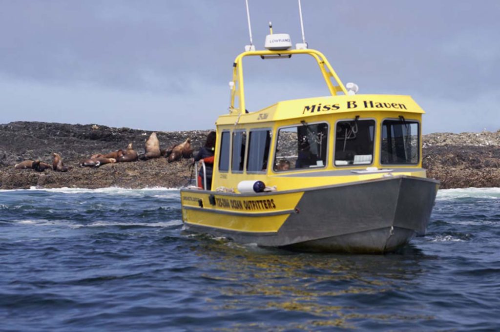 Exploring the Magical Cruises of Tofino